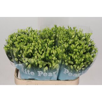 Freshy Alstroemeria Incalelie “White Pearls” | Kleur: Farbe: Weiß | Lengte: Länge ± 75 centimeter | Per: Pro 10 Stelen frische Blumen