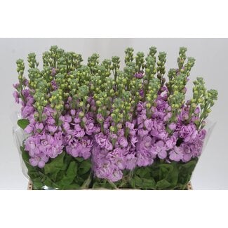 Freshy Levkoje Matthiola Incana “Mathilda Pink” | Farbe: Rosa | Länge ± 60 centimeter | Pro 10 frische Blumen