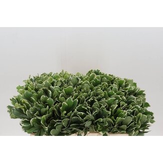 Freshy Pittosporum Tobira “Ilan” | Couleur: Vert | Longueur ± 50 centimeter | Par 50 branches