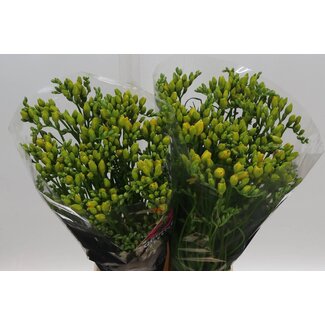 Freshy Freesie Doppelblütig “Boulevard” | Farbe: Gelb | Länge ± 54 centimeter | Pro 50 Stiele frische Blumen