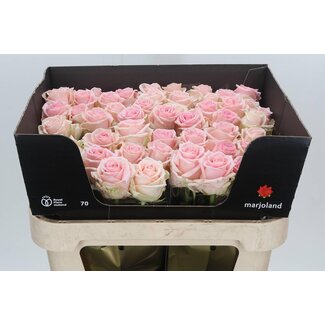 Freshy Rosen “Sweet Dolomiti” | Farbe: rosa | Länge ± 70 Zentimeter | Pro 10 Rosen