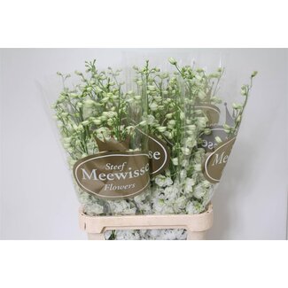 Freshy Delphinium Ridderspoor “Dewi Impressive White” | Kleur: Weiß | Länge ± 100 centimeter | Pro 10 Stiele frische Blumen