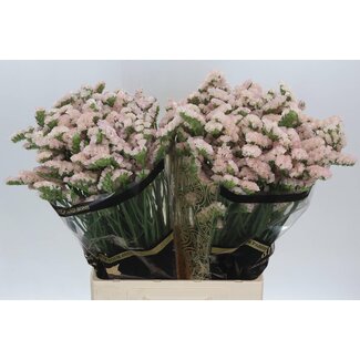Freshy Limonium Statice Sinuata “Apricot Sun Birds” | Farbe: Rosa | Länge ± 70 centimeter | Pro 25 Stiele frische Blumen