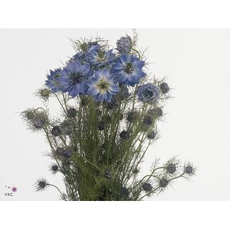 Freshy Nigella Jungfer-im-Grünen “Blauw” | Farbe: Blau | Länge ± 70 centimeter | Pro 5 Bündel