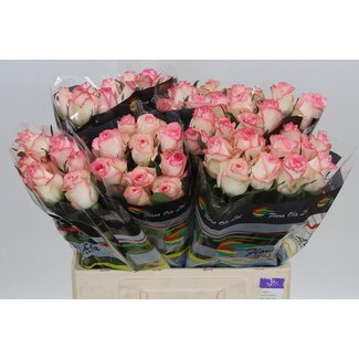 Freshy Roses “Jumilia” | Couleur: Blanc Rose | Longueur ± 60 centimeter | Par 10 roses