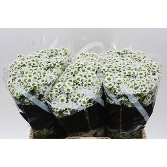 Freshy Chrysantheme Chrysant Santini “Pixel Snowy” | Farbe: Weiß | Länge ± 55 centimeter | Pro 25 Stiele frische Blumen