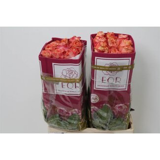 Freshy Rose à grandes fleurs “Wild Spirit” | Couleur: Rose | Longueur ± 60 centimeter | Origine Ecuador | Par 25 roses fraîches