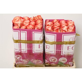 Freshy Rose à grandes fleurs “Caberet” | Couleur: Blanc Rose | Longueur ± 50 centimeter | Origine Équateur | Par 25 roses fraîches