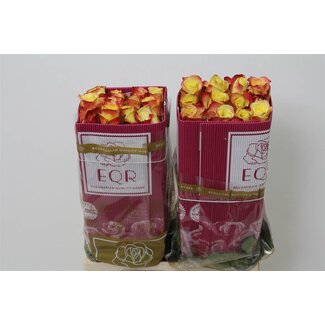 Freshy Großblütige Rose “Hot Merengue” | Farbe: Gelb Rot | Länge ± 60 centimeter | Herkunft Ecuador | Pro 25 frische Rosen