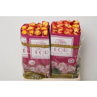 Freshy Rose à grandes fleurs “Suns X-pression” | Couleur: Jaune Rouge | Longueur ± 60 centimeter | Origine Ecuador | Par 25 roses fraîches