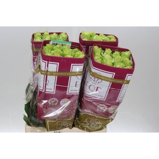 Freshy Großblütige Rose “Green Romance” | Farbe: Grün | Länge ± 60 centimeter | Herkunft Ecuador | Pro 25 frische Rosen