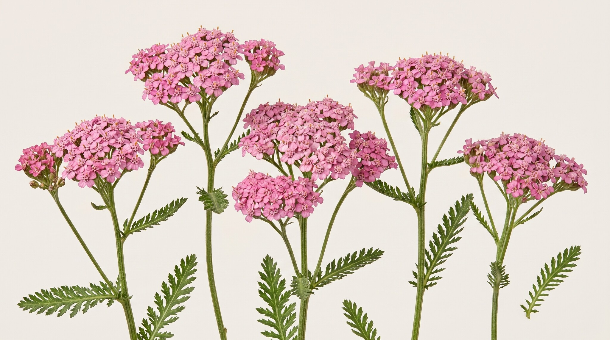 Achillea (Schafgarbe): Rustikale Feldpracht für Profis | B2B Flowers