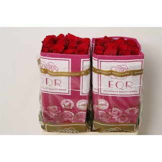Freshy Rose à grandes fleurs “Freedom” | Couleur: Rouge | Longueur ± 60 centimeter | Origine Équateur | Par 25 roses fraîches