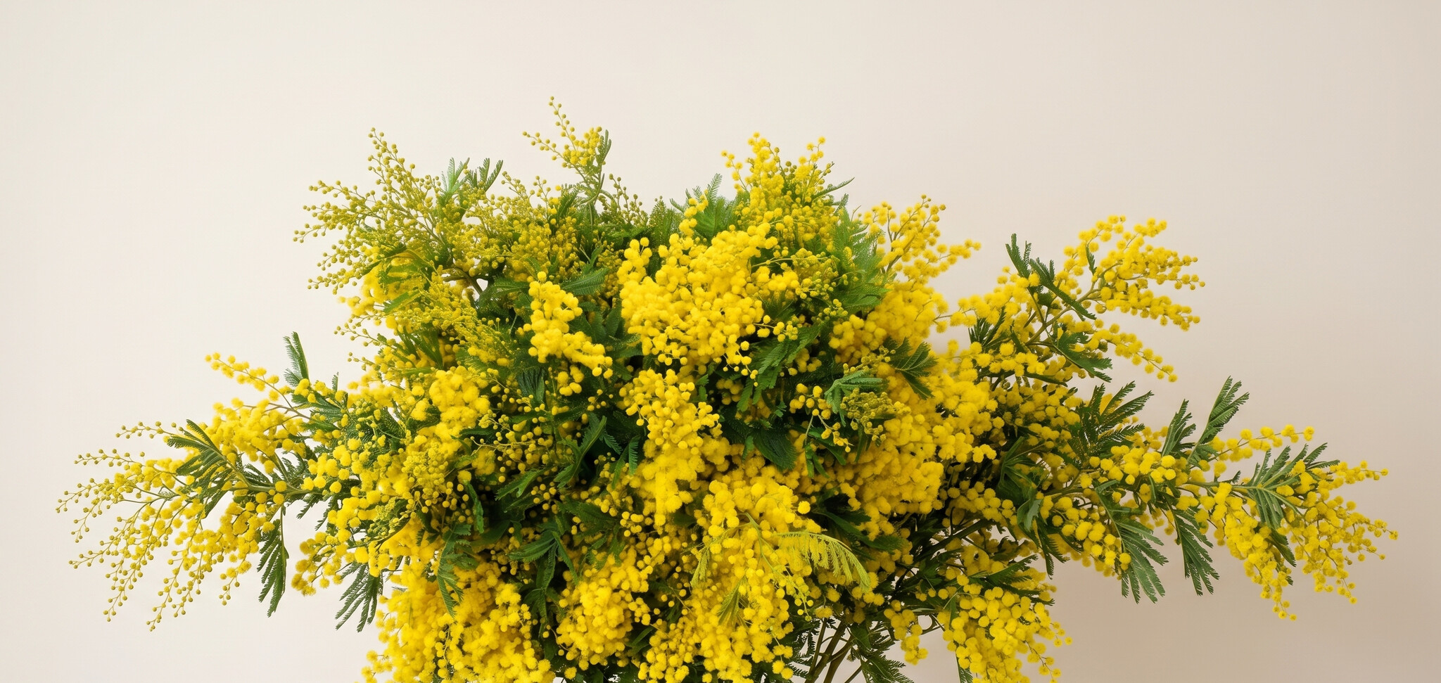 Acacia (Mimosa) : Parfum Printanier Éclatant pour B2B | B2B Flowers