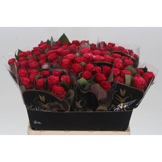 Freshy Rozen “Tacazzi” | Kleur: Roze | Lengte ± 60 centimeter | Per 20 rozen