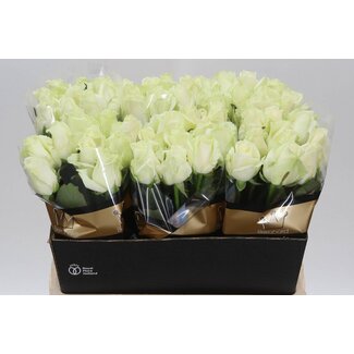 Freshy Rosen “Avalanche Optimum” | Farbe: Weiß | Länge ± 60 centimeter | Pro 10 Rosen