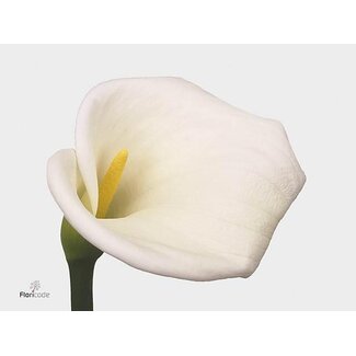 Freshy Zantedeschia Aethiopica “Innocence” | Farbe: Weiß | Länge ± 80 centimeter | Pro 10 frische Blumen