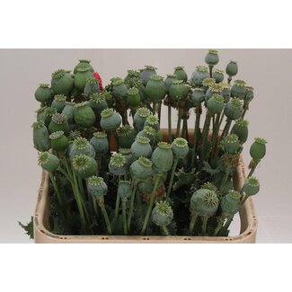 Freshy Papaver Somniferum Schlafkapsel met Samenkapsel | Farbe: Grün | Länge ± 75 centimeter | Pro 50 Stielen frische Blumen