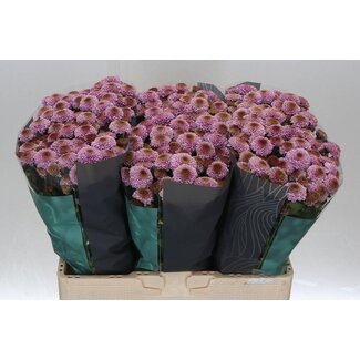 Freshy Chrysanthème Chrysanthème Santini “Doria Pink” | Couleur: Violet | Longueur ± 55 centimeter | Par 25 tiges de fleurs fraîches