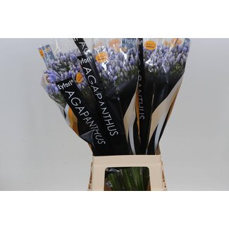 Freshy Agapanthus Eyfori Eijco | Couleur: Bleu clair | Longueur ± 70 centimeter | Par 10 tiges de fleurs fraîches