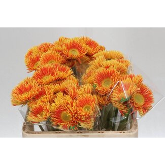 Freshy Gérbera Spider Mi Aqua “Fairytale” | Couleur: Orange Jaune | Longueur ± 50 centimètres | Par 20 fleurs fraîches