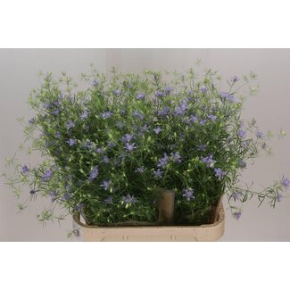Freshy Nigella Bucharica Jungfer im Grünen | Farbe: Blau | Länge ± 85 centimeter | Pro 10 Stielen frische Blumen