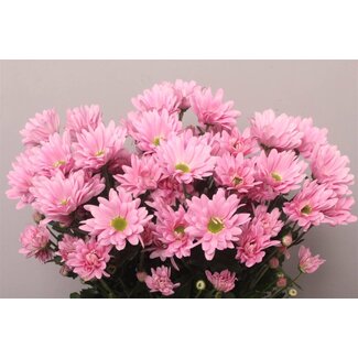 Freshy Chrysanthème en grappe Chrysanthème “Katinka” | Couleur: Rose | Longueur ± 70 centimeter | Par 10 tiges fleurs fraîches