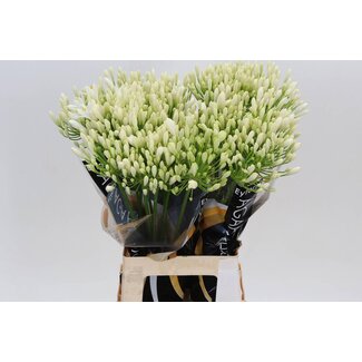Freshy Agapanthus Bianca Perla Eijco | Farbe: Weiß | Länge ± 70 centimeter | Pro 10 Stielen frische Blumen