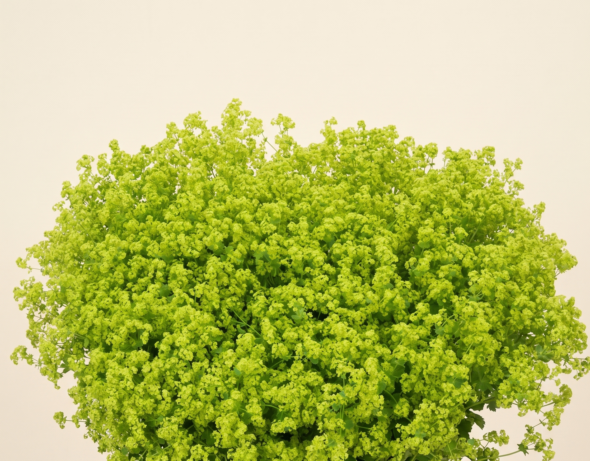 Alchemilla (Alchémille) : 'Remplissage' Vert Frais pour B2B | B2B Flowers