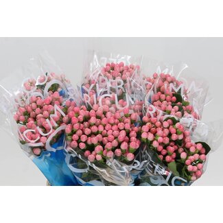 Freshy Hypericum “Coco Casino” | Colour: Pink | Length ± 40 centimetre | Per 20 stems fresh flowers