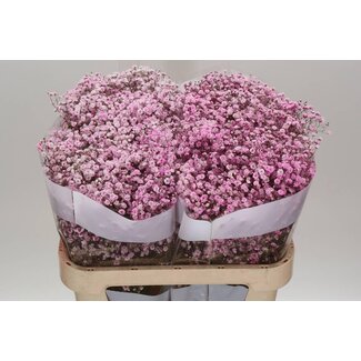 Freshy Gypsophila Gipsophile Traité en couleur | Couleur: Rose clair | Longueur ± 75 centimeter | Par 25 tiges de fleurs fraîches