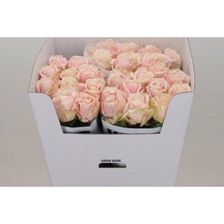 Freshy Rosen “Sweet Avalanche” | Farbe: Rosa | Länge ± 80 centimeter | Pro 10 Rosen