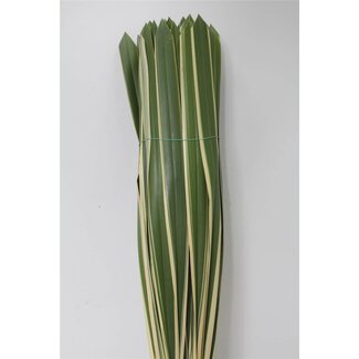 Freshy Phormium Neuseeländisches Flachs | Farbe: Grün | Länge ± 110 centimeter | Pro 10 Zweige