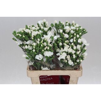Freshy Œillet en grappe “Solomio Ard” | à fleur simple | Couleur: Wit | Longueur ± 60 centimeter | Par 20 fleurs fraîches
