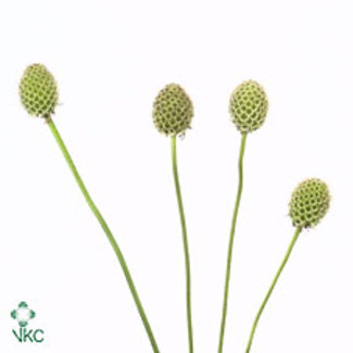 Freshy Scabiosa Stellata XL | Kleur: Groen | Lengte ± 60 centimeter | Per 50 stelen verse bloemen