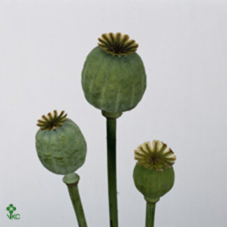 Freshy Papaver Somniferum Schlafkapsel Samenkapsel | Farbe: Grün | Länge ± 55 centimeter | Pro 50 Stiele frische Blumen
