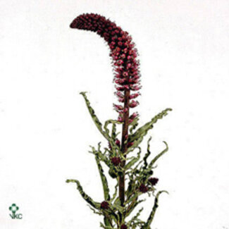 Freshy Lysimachia Atropurpurea Lysimaque | Couleur: Violet | Longueur ± 75 centimeter | Par 10 tiges de fleurs fraîches