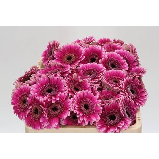 Freshy Germini Aqua “Design” | Couleur: Violet Rose | Longueur ± 50 centimètre | Par 20 fleurs fraîches