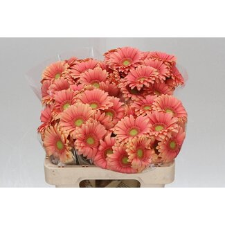 Freshy Germini Aqua “Dora” | Couleur: Orange Rose | Longueur ± 50 centimeter | Par 20 fleurs fraîches