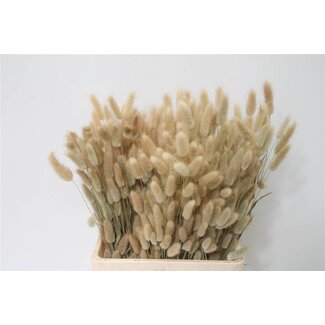 Freshy Lagurus Hare's tail | Colour: Natural | Length ± 70 centimetre | Per 2 bunches