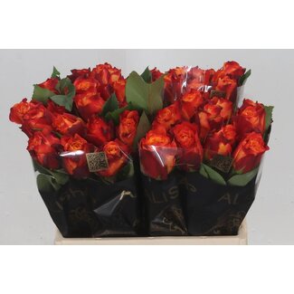 Freshy Roses “Atomic” | Couleur: Rouge | Longueur ± 40 centimeter | Par 20 roses