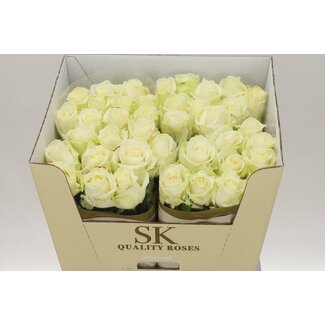 Freshy Rosen “Avalanche Koene White” | Farbe: Weiß | Länge ± 70 centimeter | Pro 10 Rosen