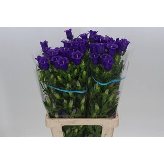 Freshy Campanula Medium “Champion Blue” | Farbe: Lila | Länge ± 70 centimeter | Pro 10 frische Blumen