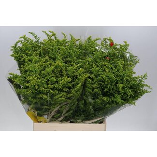 Freshy Solidago verge d'or “Carzan Glory” | Couleur: Jaune | Longueur ± 70 centimeter | Par 25 tiges de fleurs fraîches