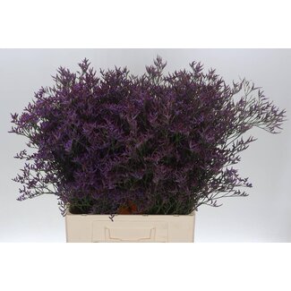 Freshy Limonium Safora “Bleu foncé” | Couleur: Bleu | Longueur ± 70 centimeter | Par 25 tiges de fleurs fraîches
