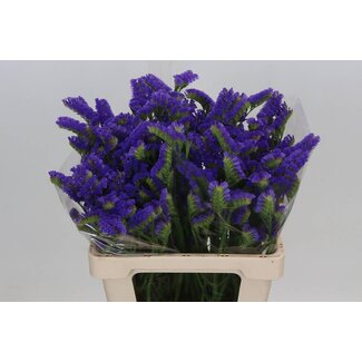 Freshy Limonium Statice Sinuata “Crystal Dark Blue” | Couleur: Violet bleu | Longueur ± 60 centimeter | Culture hollandaise | Par 25 tiges de fleurs fraîches