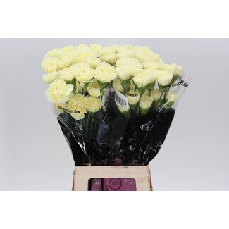 Freshy Œillet long “Hermes Jaune” | Couleur: Jaune | Longueur ± 70 centimeter | Par 20 fleurs fraîches
