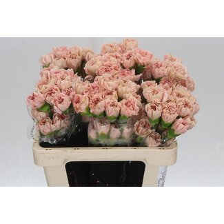 Freshy Oeillet court “Caramel” | Couleur: Orange Rose | Lengte ± 55 centimeter | Par 20 fleurs fraîches