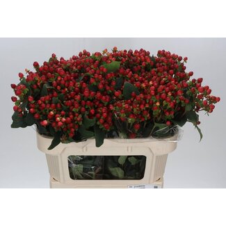 Freshy Hypericum Millepertuis “Magical Triumph” | Couleur: Rouge | Longueur ± 70 centimètre | Par 25 tiges