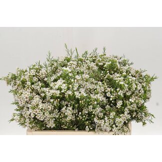 Freshy Chamelaucium Uncinatum fleur de cire “Eve” | Couleur: Blanc | Longueur ± 50 centimeter | Par 25 fleurs fraîches